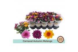 Chrysanthemum ind. mix carnaval mount aubisque autumn melange