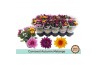 Chrysanthemum ind. mix carnaval mount aubisque autumn melange