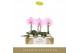 Phalaenopsis roze Singolo - Mino - 1 bloem - Lazio White 
