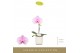 Phalaenopsis roze Singolo - Mino - 1 bloem - Lazio White 