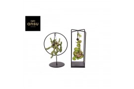 Dischidia nummularia Shelly Cube/Ring mix (Medium)