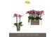 Phalaenopsis multiflora bubbles Optimost - Bubbles - 4 tak 