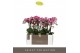 Phalaenopsis multiflora bubbles Optimost - Bubbles - 4 tak 