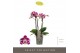Phalaenopsis multiflora bubbles Optimost - Bubbles - 4 tak 