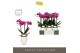 Phalaenopsis multiflora paars Optimost - Roma - 3 tak - Emilia White A 