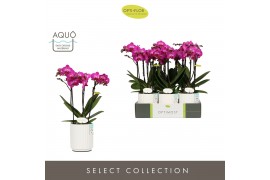 Phalaenopsis multiflora paars Optimost - Roma - 3 tak - Molise White A