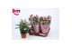 Rosa dark pink beau monde donker roze 