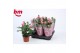 Rosa dark pink beau monde donker roze 
