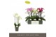 Phalaenopsis multiflora mix Optimost - Sensual Mix - 3 tak 