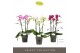 Phalaenopsis multiflora mix Optimost - Sensual Mix - 3 tak 