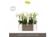 Phalaenopsis multiflora wit Optimost - Amabilis Starrion - 3 tak - Emi 