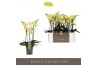Phalaenopsis multiflora geel Optimost - Hera - 3 tak
