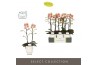 Phalaenopsis multiflora geel Optimost - Belle Helene - 2 tak - Emilia 