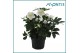 Helleborus niger christmas carol XL 