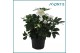 Helleborus niger christmas carol Large 