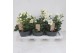 Helleborus niger christmas carol Medium 