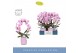 Phalaenopsis mirror miracle jasmine 2 tak in lilac molise aquo 