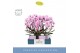 Phalaenopsis mirror miracle jasmine 2 tak in lilac molise aquo 