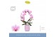 Phalaenopsis mirror miracle jasmine 2 tak in lilac molise aquo 