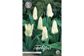 Bollen droog tulipa Tulip kaufmannia Concerto x 10 12/+
