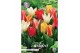 Bollen droog tulipa Tulip Kaufmannia Botanical Mixed x 10 12/+ overig  