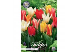 Bollen droog tulipa Tulip Kaufmannia Botanical Mixed x 10 12/+ overig 