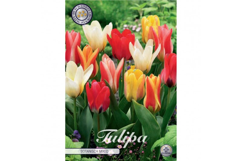 Bollen droog tulipa Tulip Kaufmannia Botanical Mixed x 10 12/+ overig Bollen droog tulipa Tulip Kaufmannia Botanical Mixed x 10 12/+ overig