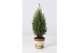 Chamaecyparis lawsoniana ellwoodii 