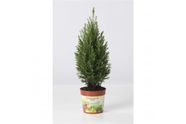 Chamaecyparis lawsoniana ellwoodii