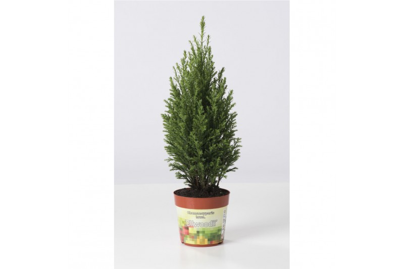 Chamaecyparis lawsoniana ellwoodii 