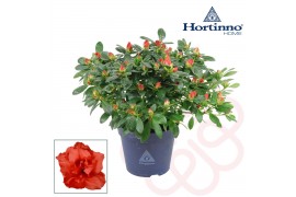 Rhododendron simsii hortinno christine siena Hortinno® Home