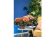 Rhododendron simsii hortinno christine magic Hortinno® Home 