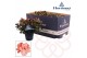 Rhododendron simsii hortinno christine magic Hortinno® Home 