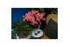 Rhododendron simsii hortinno christine matton Hortinno® Home 