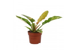 Philodendron Philodendron Ring of Fire 12cm - Blanco hoes 1 pp