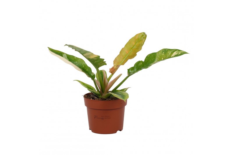 Philodendron Philodendron Ring of Fire 12cm - Blanco hoes 1 pp 