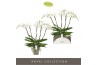 Phalaenopsis wit Theatro Classico - 5 tak, 35+ bloem