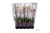 Phalaenopsis mix A2 - 1 tak - 45/50cm
