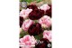 Bollen droog tulipa Tulip Garden Double Dutch x10 12/+ overig pp 