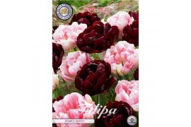 Bollen droog tulipa Tulip Garden Double Dutch x10 12/+ overig pp