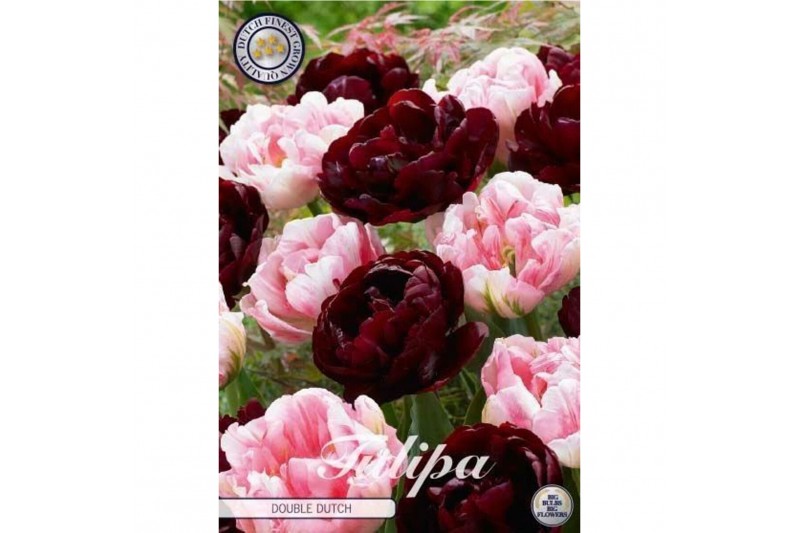 Bollen droog tulipa Tulip Garden Double Dutch x10 12/+ overig pp Bollen droog tulipa Tulip Garden Double Dutch x10 12/+ overig pp