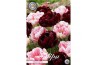 Bollen droog tulipa Tulip Garden Double Dutch x10 12/+ overig pp