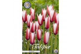 Bollen droog tulipa Tulip Specie Clusiana x10 5/6 overig pp