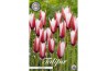 Bollen droog tulipa Tulip Specie Clusiana x10 5/6 overig pp