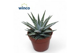 Haworthia alba