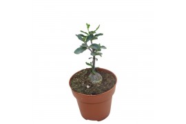 Succulenten Fockea Edula