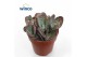 Kalanchoe marmorata leopard 