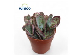Kalanchoe marmorata leopard