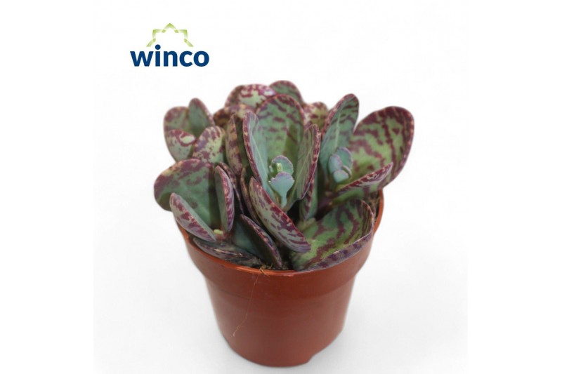 Kalanchoe marmorata leopard 