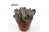 Kalanchoe marmorata leopard